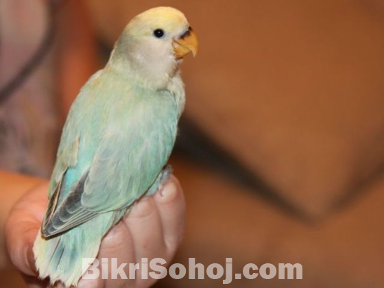 Rosy Faced Lovebird